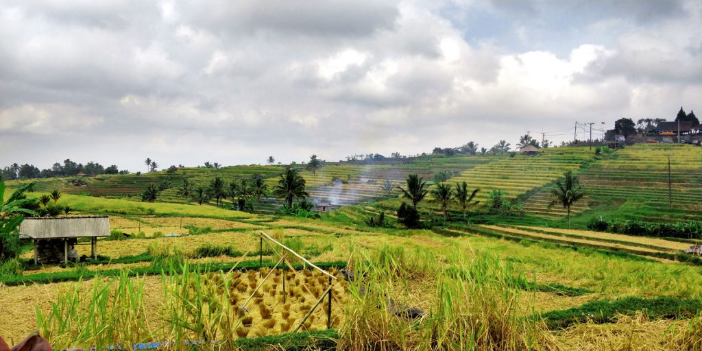 Bali que ver Arrozales